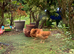 Warrens 18wks old fully vaccinated,