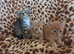 Gorgeous kittens
