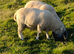 Poll Dorset Ram For Sale