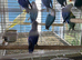 Baby lovebirds Glasgow