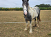 Maxi cob heavyweight gelding