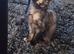 !!!still available!!! Beautiful smoke torti maincoon and blue male