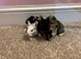 5 English Lop X Netherland Dwarf Babies