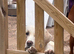 Pippa 11 month old white lab girl