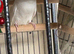 Budgies