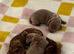 Lovely miniature dachshunds