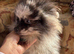 Beautiful Merrill Pomeranian boy