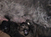 Imperial Shih Tzu Puppies (Boys)