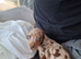 Minature dachshunds