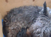Miniature schnauzer puppies for sale.