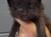 XL black,black smoke maine coon kittens