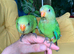 Hand reared baby superb parrot