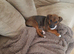 Jack Russell X