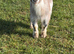 Pygmy goats