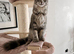 Ready now TICA Maine coon Girls