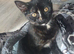 Female cat