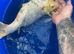 Bekko koi