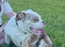 Old tyme English bulldogge