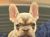 Beautiful French bulldog puppies