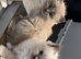 Pure ragdolls