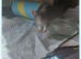 4 beautiful rats for sale. 2 boys , 2 girls with two tier large cage ect.