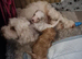 Beautiful Cavapoo Puppies