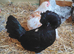 Various pekin bantams