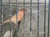 Wanted Stafford canaries.