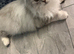 Silver point kitten