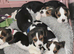 Beautiful beagle puppies