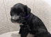 Stunning KC reg black miniature schnauzer puppies