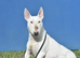Quality miniature english bull terrier puppies