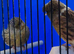 Gloster canaries, silver Java breeding pair,