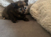 Persian cross kittens ready this Friday