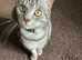 Beautiful Friendly Cat Looking For New Home