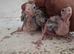 2 male cinnamon cockatiel’s
