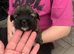 Shihtzu puppies for sale