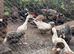 Runner ducks