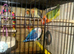 Lovebird 4 pairs (8 birds)