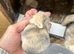 Beautiful pure bred mini lop babies - super temperaments