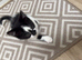 Beautiful Kittens Looking for Loving Homes