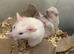 Syrian hamster baby males and females