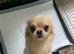 Chihuahua boy