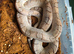 Adult cb21 pewter bloodred corn snake female