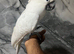 Handreared Female Super Tame Cuddly Umbrella Cockatoo Parrot,22