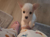 Beautiful Jack Russell pups for sale!