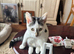 White grey black female kitten