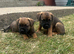 Stunning border terrier Puppies