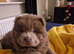 Blue/lilac chow chow stud