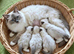 RAGDOLLS GIRLS SEAL POINT BICOLOUR BLUE EYES